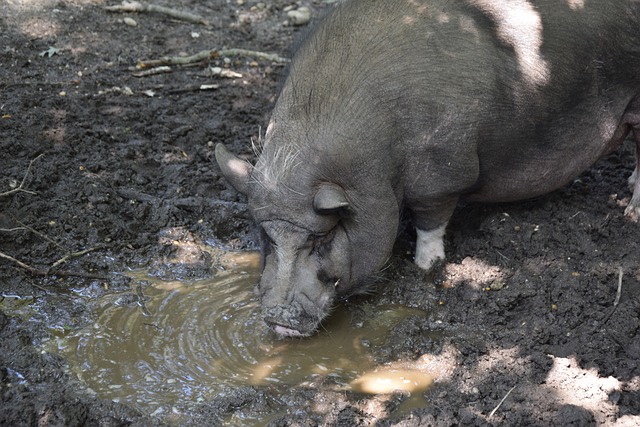 分析卡斯尔 分析卡斯尔