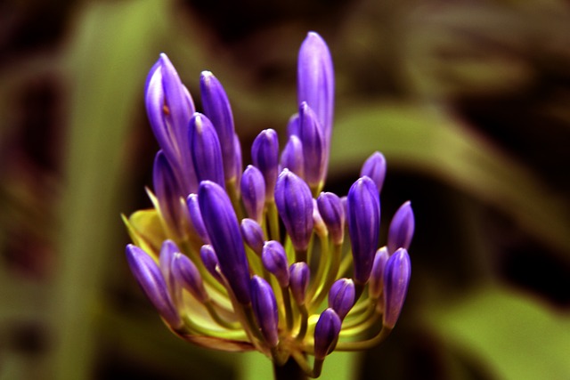 作为巴塞罗 作为巴塞罗